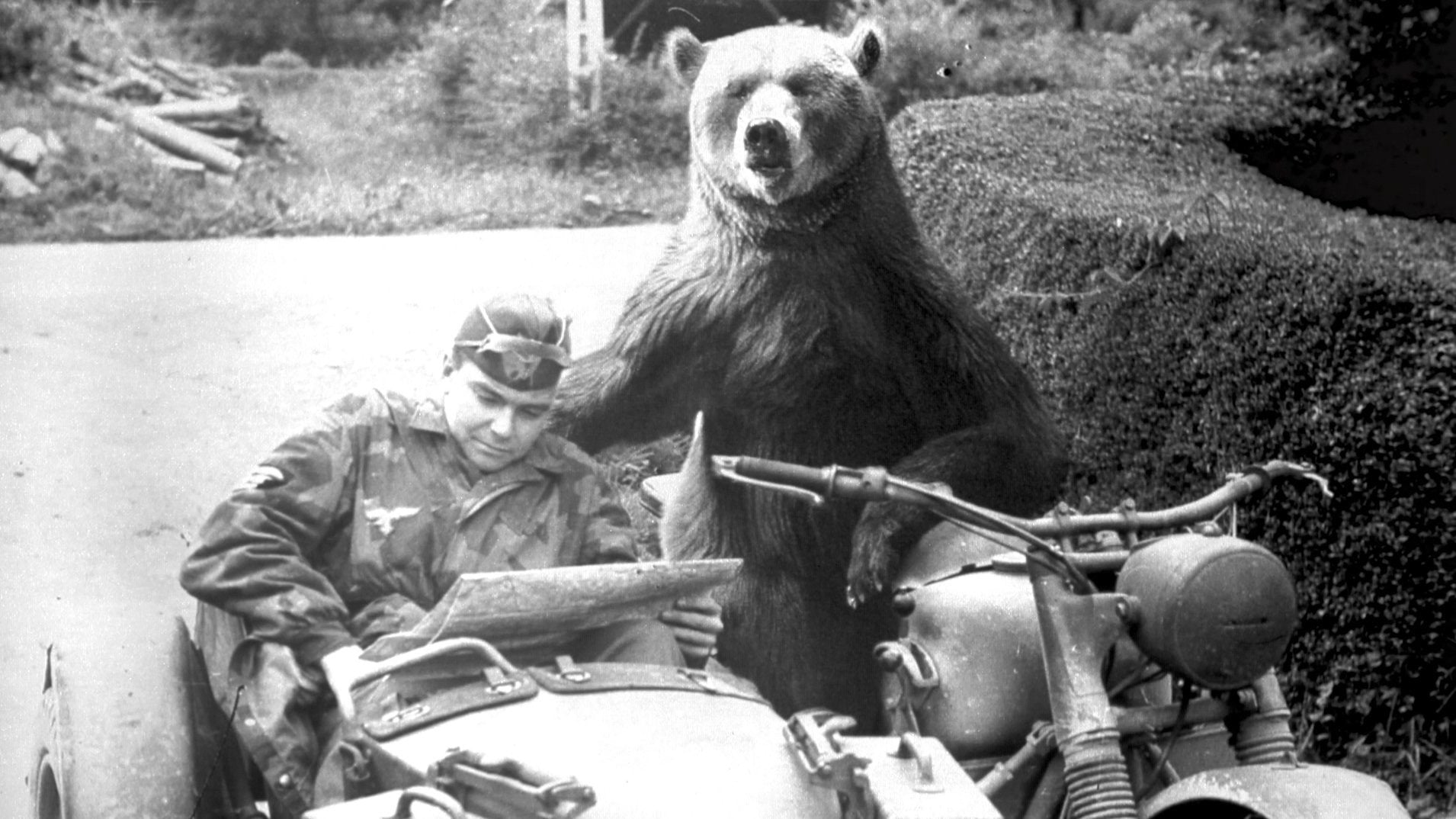 Wojtek – The Bear That Fought The Nazis